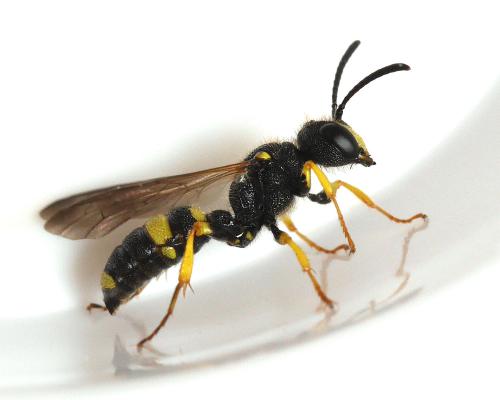 Réf. 344 774 : Cerceris rybyensis